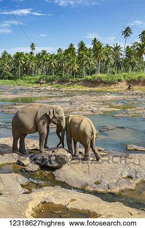 Stock Photograph - Sri Lankan elephants (Elephas maximus maximus) drinking at the water's edge; Pinnawala village, Sri Lanka. Fotosearch