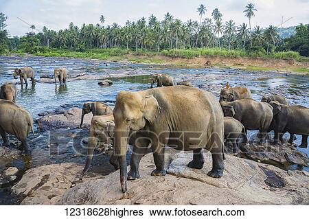 Sri Lankan elephants (Elephas maximus maximus) drinking at the water's edge; Pinnawala village, Sri Lanka View Large Photo Image Stock Photograph - Sri Lankan elephants (Elephas maximus maximus) drinking at the water's edge; Pinnawala village, Sri Lanka. Fotosearch