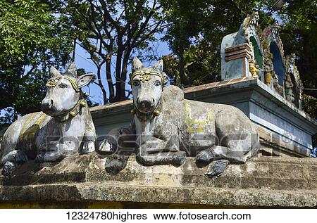 Stock Photograph - Statues of sacred cows on Hindu temple; Tenkasi, Tamil Nadu, India. Fotosearch