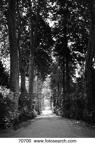 Straight tree-lined pathway in forest View Large Photo Image Stock Image - Straight tree-lined pathway in forest. Fotosearch