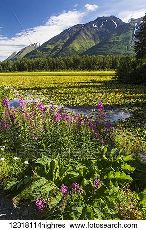 Stock Photograph - Summer scenic of Fireweed, pond lilies, and the Chugach Mountains, Southcentral Alaska, USA. Fotosearch