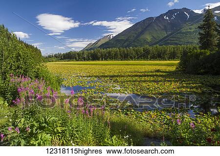 Summer scenic of Fireweed, pond lilies, and the Chugach Mountains, Southcentral Alaska, USA View Large Photo Image Stock Photograph - Summer scenic of Fireweed, pond lilies, and the Chugach Mountains, Southcentral Alaska, USA. Fotosearch