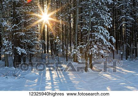 Sunburst coming through a snow covered forest; Kananaskis Country, Alberta, Canada View Large Photo Image Stock Photograph - Sunburst coming through a snow covered forest; Kananaskis Country, Alberta, Canada. Fotosearch