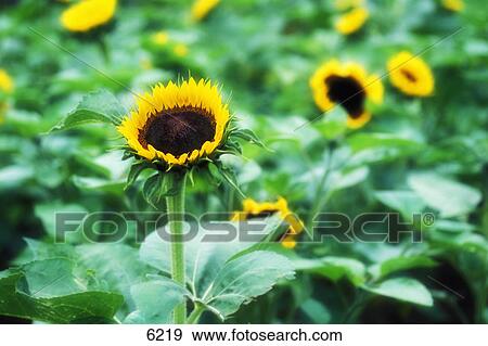 Sunflowers View Large Photo Image Stock Photo - Sunflowers. Fotosearch