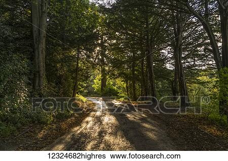 Stock Photograph - Sunlight and shadows cast on a path leading through a forest; North Yorkshire, England. Fotosearch