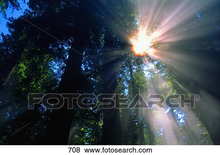 Sunlight filtering through dense forest foliage View Large Photo Image Stock Photo - Sunlight filtering through dense forest foliage. Fotosearch