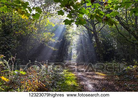Sunlight floods a path in a forest in autumn; Surrey, England View Large Photo Image Stock Photograph - Sunlight floods a path in a forest in autumn; Surrey, England. Fotosearch