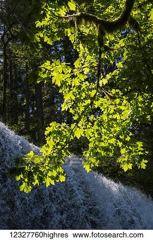 Sunlight illuminates Bigleaf Maple (Acer macrophyllum) leaves at Lower South Falls in Silver Falls State Park; Silverton, Oregon, United States of America View Large Photo Image Stock Photograph - Sunlight illuminates Bigleaf Maple (Acer macrophyllum) leaves at Lower South Falls in Silver Falls State Park; Silverton, Oregon, United States of America. Fotosearch