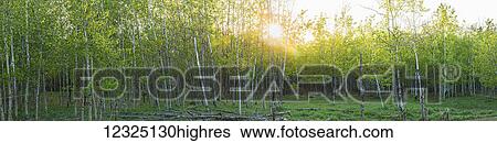 Stock Photograph - Sunlight shining through a forest with lush, green foliage a glowing sky at sunrise; Alberta, Canada. Fotosearch