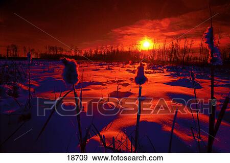 Stock Photo - Sunrise over snowy field with rushes in red tones. Fotosearch