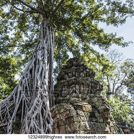 Ta Prohm Kel Temple, Angkor Archeological Park; Krong Siem Reap, Siem Reap Province, Cambodia View Large Photo Image Stock Photograph - Ta Prohm Kel Temple, Angkor Archeological Park; Krong Siem Reap, Siem Reap Province, Cambodia. Fotosearch