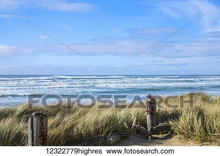 Stock Photograph - Tall grass blowing on the beach with a view of waves in the blue ocean and the horizon. Fotosearch