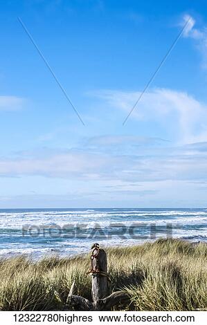 Tall grass blowing on the beach with a view of waves in the blue ocean and the horizon View Large Photo Image Stock Photograph - Tall grass blowing on the beach with a view of waves in the blue ocean and the horizon. Fotosearch