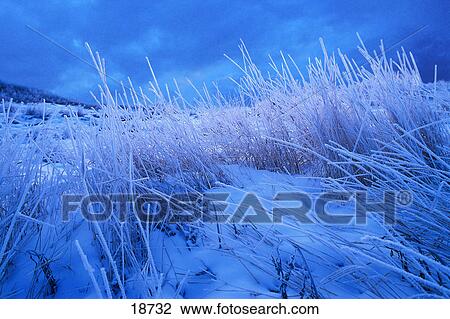 Stock Image - Tall grass in winter with snow and frost. Fotosearch