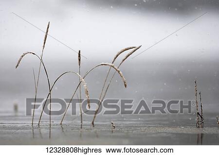 Stock Photograph - Tall grasses submerged in water with raindrops falling against a grey background; Homer, Alaska, United States of America. Fotosearch