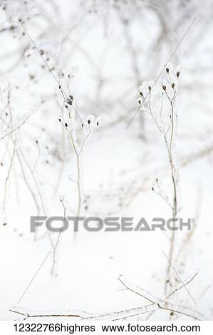 Tall, spindly plants covered in ice with a washed out background View Large Photo Image Stock Photograph - Tall, spindly plants covered in ice with a washed out background. Fotosearch