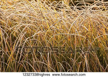 Stock Photograph - Tangled wild grass with frost; Oakfield, Nova Scotia, Canada. Fotosearch