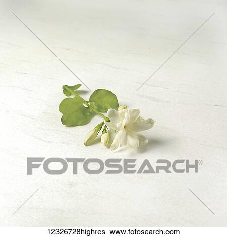 Stock Photograph - Tea plant laying on a white surface. Fotosearch
