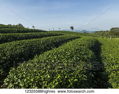 Stock Photograph - Tea plantation; Tambon Si Kham, Chang Wat Chiang Rai, Thailand. Fotosearch