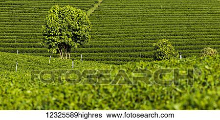 Tea plantation; Tambon Si Kham, Chang Wat Chiang Rai, Thailand View Large Photo Image Stock Photograph - Tea plantation; Tambon Si Kham, Chang Wat Chiang Rai, Thailand. Fotosearch