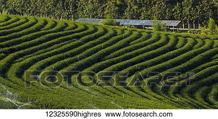 Tea plantation; Tambon Si Kham, Chang Wat Chiang Rai, Thailand View Large Photo Image Stock Photograph - Tea plantation; Tambon Si Kham, Chang Wat Chiang Rai, Thailand. Fotosearch