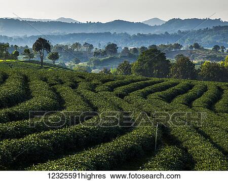 Stock Photograph - Tea plantation; Tambon Si Kham, Chang Wat Chiang Rai, Thailand. Fotosearch