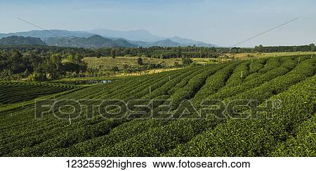 Stock Photograph - Tea plantation; Tambon Si Kham, Chang Wat Chiang Rai, Thailand. Fotosearch