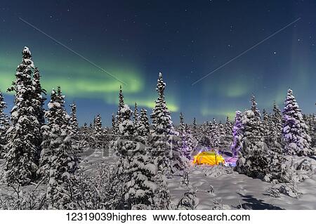 Stock Photograph - The Aurora Borealis dances over the top of a tent alight with string lights in the middle of an s0wy evergreen forest, moonlight casting shadows on a clear winter night, interior Alaska; Gakona, Alaska, United States of America. Fotosearch