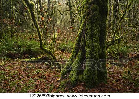 The beautiful rainforest of Goldstream Provincial park; British Columbia, Canada View Large Photo Image Stock Photograph - The beautiful rainforest of Goldstream Provincial park; British Columbia, Canada. Fotosearch