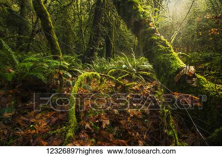 The beautiful rainforest of Goldstream Provincial Park; British Columbia, Canada View Large Photo Image Stock Photograph - The beautiful rainforest of Goldstream Provincial Park; British Columbia, Canada. Fotosearch