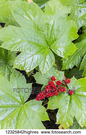 The bright red berries of a Devil's Club (Oplopanax horridus) plant stand out among it's large green leaves, Kachemak Bay, South-central Alaska; Seldovia, Alaska, United States of America View Large Photo Image Stock Photograph - The bright red berries of a Devil's Club (Oplopanax horridus) plant stand out among it's large green leaves, Kachemak Bay, South-central Alaska; Seldovia, Alaska, United States of America. Fotosearch