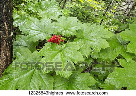 Stock Photograph - The bright red berries of a Devil's Club (Oplopanax horridus) plant stand out among it's large green leaves, Kachemak Bay, South-central Alaska; Seldovia, Alaska, United States of America. Fotosearch