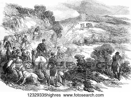 Stock Photograph - The Illustrated London News etching from 1853. A bear hunt in the Pyrenees. Fotosearch