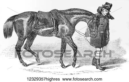 Stock Photograph - The Illustrated London News etching from 1853. The Duke of Wellingtons horse being led away by the groom. Fotosearch