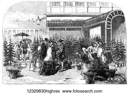 Stock Photograph - The Illustrated London News etching from 1854. Christmas trees in Covent Garden London. Fotosearch