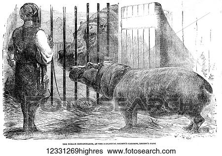 Stock Photograph - The Illustrated London News etching from 1854. Female Hippopotamus at the zoological gardens, Regents Park. Keeper in cage with hippos. Fotosearch
