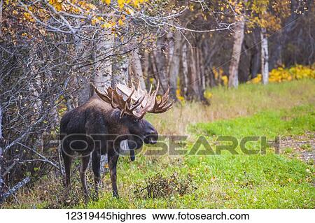 The large bull moose K0wn as Hook who roams in the Kincade Park area is seen during the fall rut, South-central Alaska; Anchorage, Alaska, United States of America View Large Photo Image Stock Photograph - The large bull moose K0wn as Hook who roams in the Kincade Park area is seen during the fall rut, South-central Alaska; Anchorage, Alaska, United States of America. Fotosearch