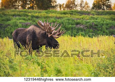 Stock Photograph - The large bull moose K0wn as Hook who roams in the Kincade Park area is seen during the fall rut, South-central Alaska; Anchorage, Alaska, United States of America. Fotosearch