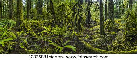 The lush rainforest of Cathedral Grove, MacMillan Provincial Park, Vancouver Island; British Columbia, Canada View Large Photo Image Stock Photograph - The lush rainforest of Cathedral Grove, MacMillan Provincial Park, Vancouver Island; British Columbia, Canada. Fotosearch
