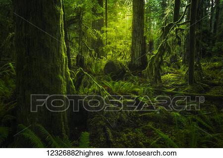 Stock Photograph - The lush rainforest of Cathedral Grove, MacMillan Provincial Park, Vancouver Island; British Columbia, Canada. Fotosearch