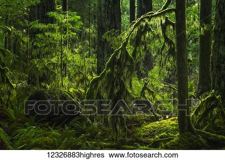 Stock Photograph - The lush rainforest of Cathedral Grove, MacMillan Provincial Park, Vancouver Island; British Columbia, Canada. Fotosearch