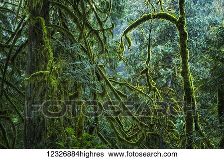 The lush rainforest of Cathedral Grove, MacMillan Provincial Park, Vancouver Island; British Columbia, Canada View Large Photo Image Stock Photograph - The lush rainforest of Cathedral Grove, MacMillan Provincial Park, Vancouver Island; British Columbia, Canada. Fotosearch
