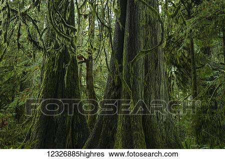 Stock Photograph - The lush rainforest of Cathedral Grove, MacMillan Provincial Park, Vancouver Island; British Columbia, Canada. Fotosearch