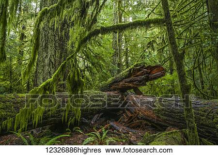 Stock Photograph - The lush rainforest of Cathedral Grove, MacMillan Provincial Park, Vancouver Island; British Columbia, Canada. Fotosearch