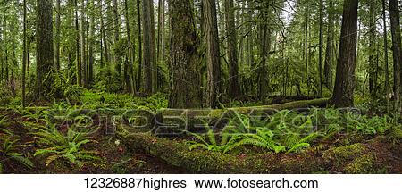 The lush rainforest of Cathedral Grove, MacMillan Provincial Park, Vancouver Island; British Columbia, Canada View Large Photo Image Stock Photograph - The lush rainforest of Cathedral Grove, MacMillan Provincial Park, Vancouver Island; British Columbia, Canada. Fotosearch