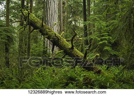 Stock Photograph - The lush rainforest of Cathedral Grove, MacMillan Provincial Park, Vancouver Island; British Columbia, Canada. Fotosearch