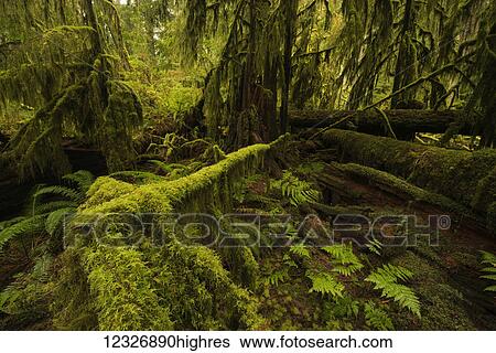 The lush rainforest of Cathedral Grove, MacMillan Provincial Park, Vancouver Island; British Columbia, Canada View Large Photo Image Stock Photograph - The lush rainforest of Cathedral Grove, MacMillan Provincial Park, Vancouver Island; British Columbia, Canada. Fotosearch