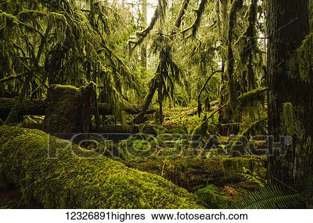 Stock Photograph - The lush rainforest of Cathedral Grove, MacMillan Provincial Park, Vancouver Island; British Columbia, Canada. Fotosearch