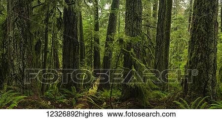 Stock Photograph - The lush rainforest of Cathedral Grove, MacMillan Provincial Park, Vancouver Island; British Columbia, Canada. Fotosearch