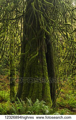 Stock Photograph - The lush rainforest of Goldstream Provincial Park; British Columbia, Canada. Fotosearch